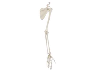 Anatomisk model - Skelet af Arm med skulderbælte