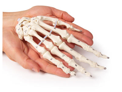 Anatomisk model af håndskelet med nummerering af knogler