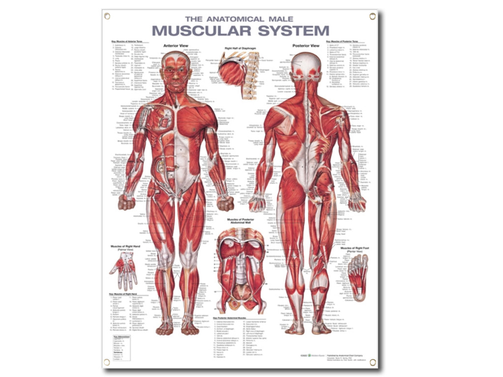 Muscular System Wall Chart