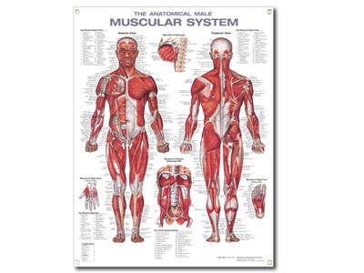 Muscular System Wall Chart