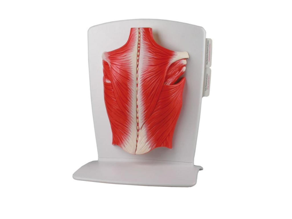 Rygmuskelmodel, 4 dele - Anatomisk model