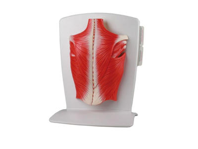 Rygmuskelmodel, 4 dele - Anatomisk model