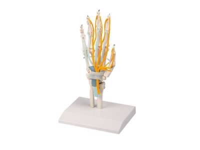Anatomisk model af hånd med sener, nerver og karpaltunnel