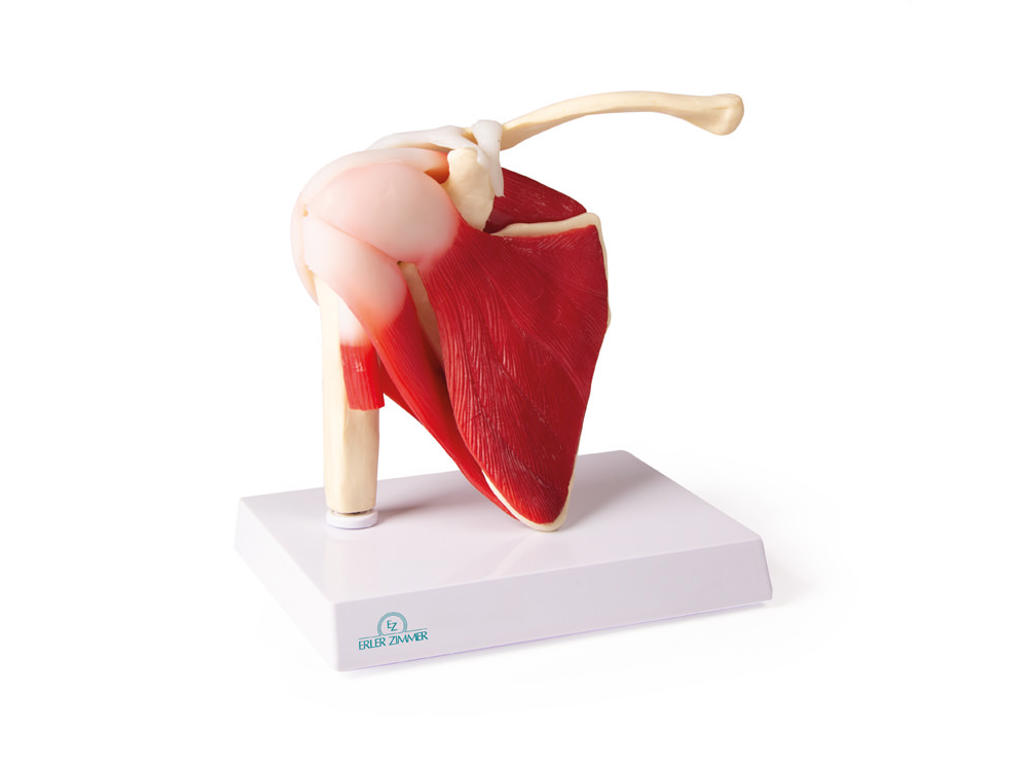 Anatomisk Model: Skulderled i naturlig størrelse med muskler
