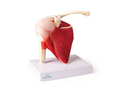 Anatomisk Model: Skulderled i naturlig størrelse med muskler