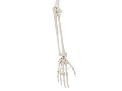 Anatomisk model - Skelet af Arm med skulderbælte