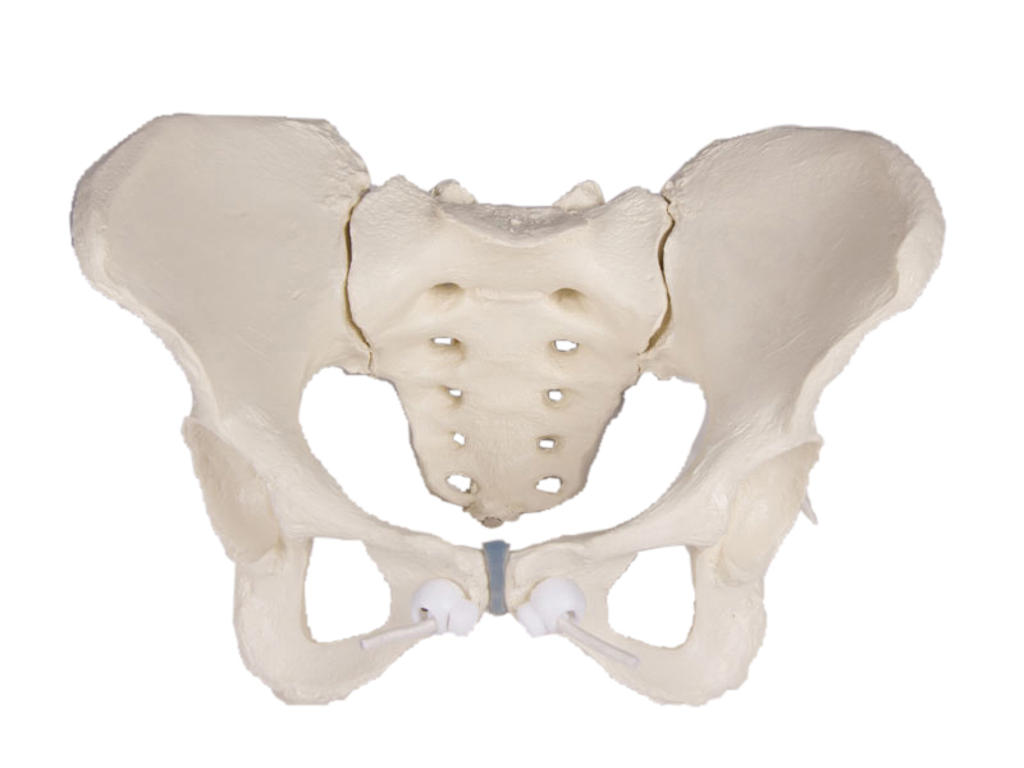 Anatomisk model af kvindeligt bækken