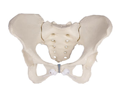 Anatomisk model af kvindeligt bækken
