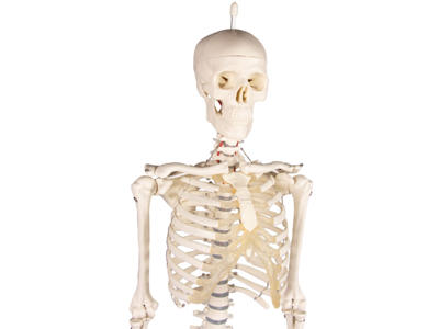 Miniature-Skelet "Patrick"