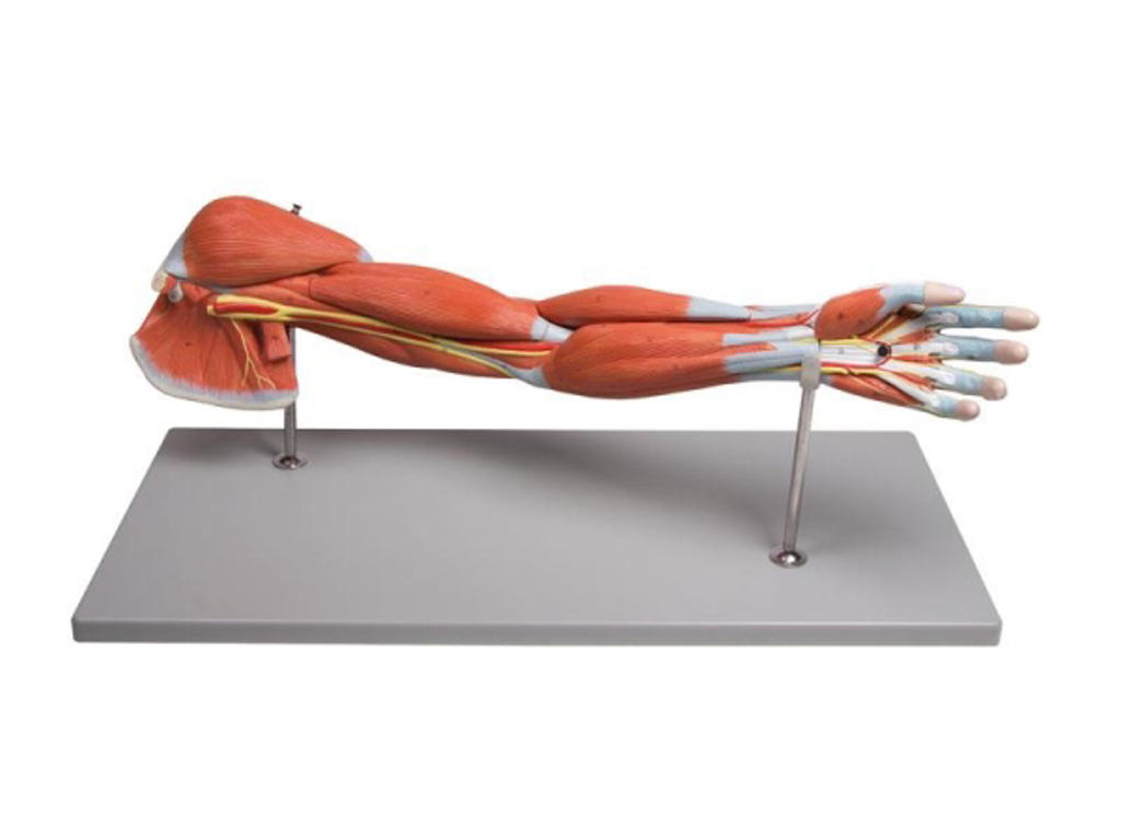 Arm-muskler, 7 dele - Anatomisk model