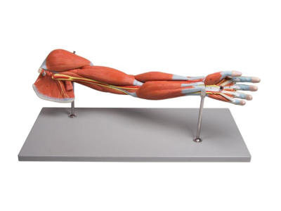 Arm-muskler, 7 dele - Anatomisk model