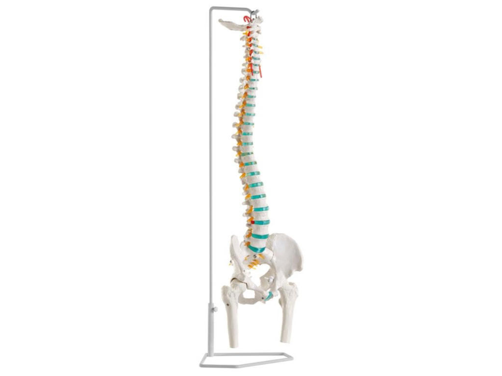 Fleksibel rygsøjle med lårhoveder - Anatomisk model
