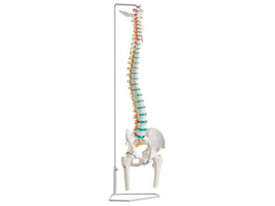 Fleksibel rygsøjle med lårhoveder - Anatomisk model
