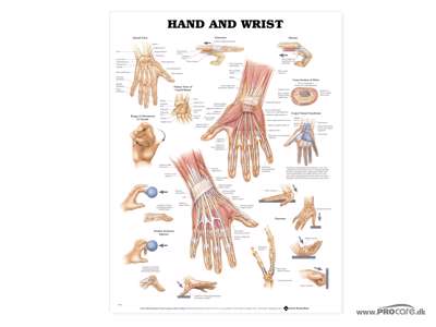 Hand and Wrist Wall Chart