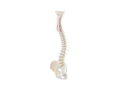 Rygsøjle med bækken - Anatomisk model