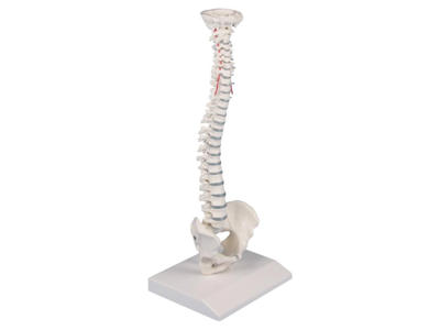 Miniature rygsøjle - Anatomisk model