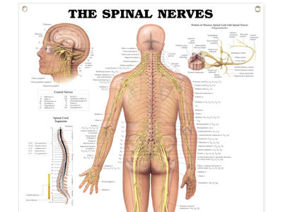 Spinal Nerves Wall Chart