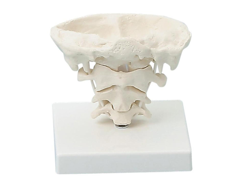 Anatomisk model af hovedled i naturlig størrelse med stativ
