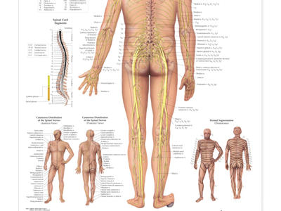 Spinal Nerves Wall Chart