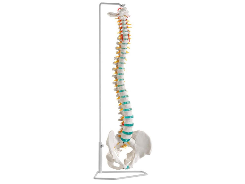 Fleksibel rygsøjle - Anatomisk model