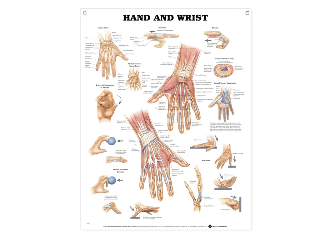 Hand and Wrist Wall Chart