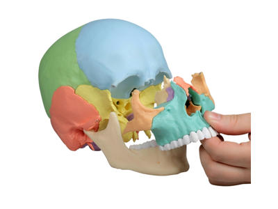 Osteopatisk kranie model, 22 dele, didaktisk version