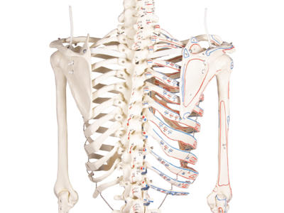 Skelet "Arnold" med muskelmarkeringer - Anatomisk model