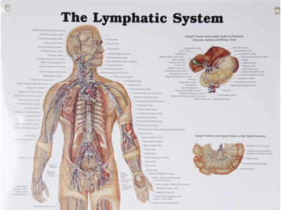 Lymphatic System Wall Chart