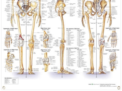 Skeletal System Wall Chart