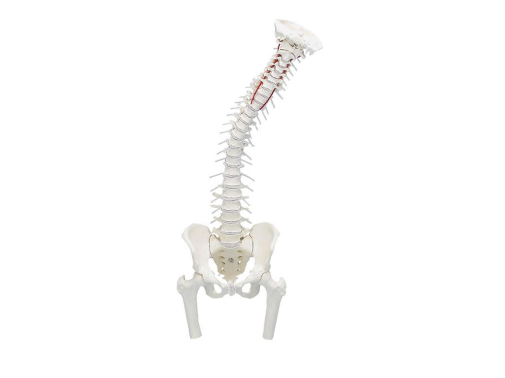 Rygsøjle med bækken og lårbensstubbe - Anatomisk model