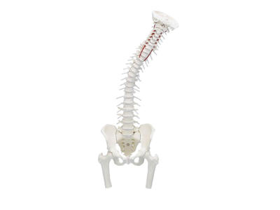 Rygsøjle med bækken og lårbensstubbe - Anatomisk model