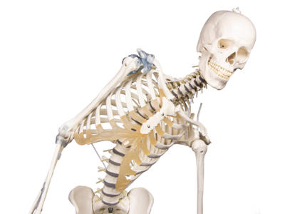 Anatomisk model - Skelet "Toni" med bevægelig rygsøjle og ledbånd