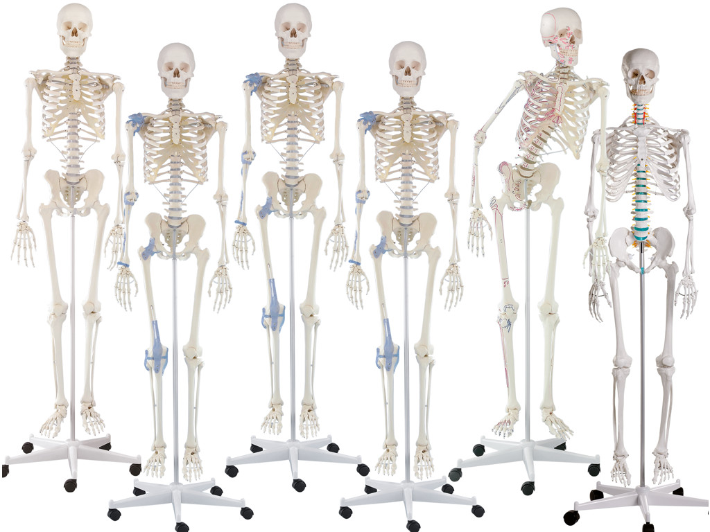 Skeleter - Anatomisk model - Flere varianter