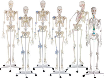 Skeleter - Anatomisk model - Flere varianter