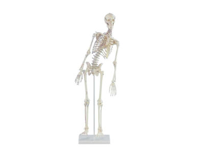 Miniature-Skelet "Fred" med bevægelig rygsøjle og muskelmærker
