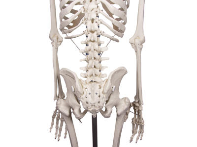 Anatomisk model - Skelet "Willi"