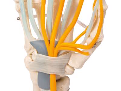 Anatomisk model af hånd med sener, nerver og karpaltunnel