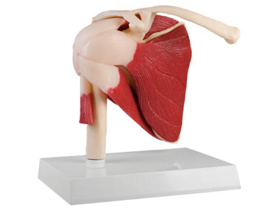 Anatomisk Model: Skulderled i naturlig størrelse med muskler