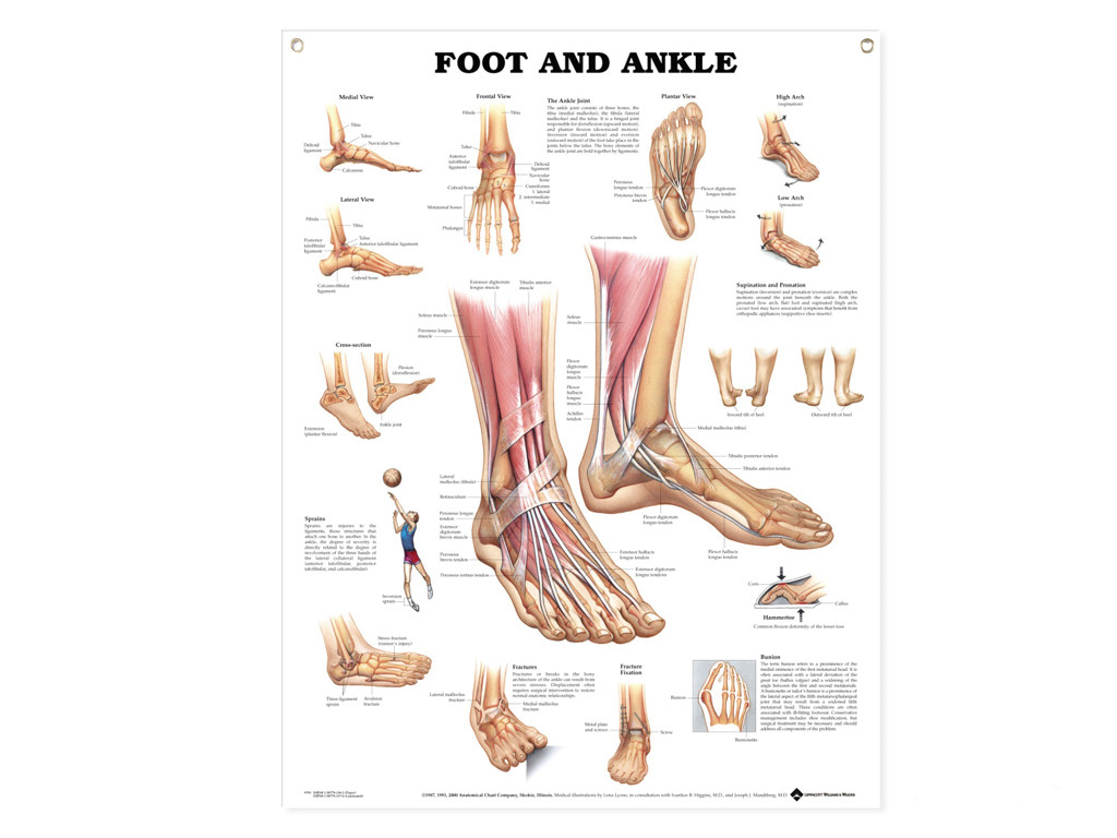 Foot and Ankle Wall Chart
