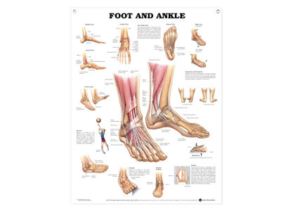 Foot and Ankle Wall Chart