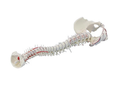 Rygsøjle med bækken og muskelmarkeringer - Anatomisk model