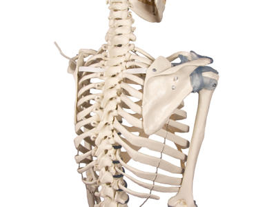 Anatomisk model - Skelet "Otto" med ledbånd 