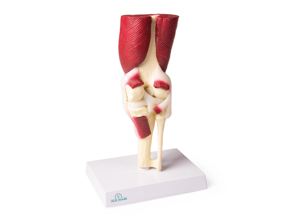 Anatomisk model af knæled, naturlig størrelse med muskler