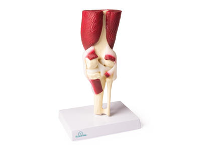 Anatomisk model af knæled, naturlig størrelse med muskler