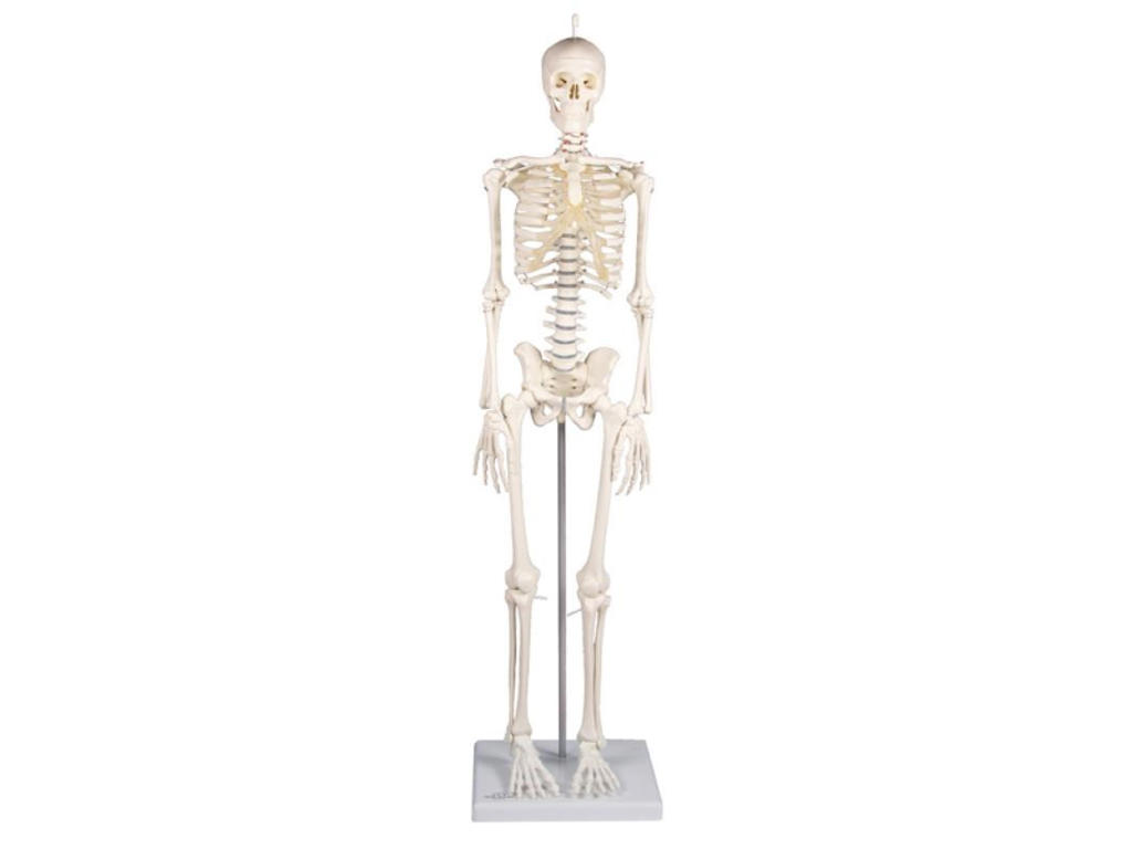Miniature-Skelet "Patrick"