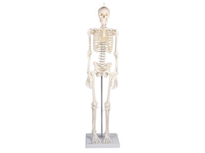 Miniature-Skelet "Patrick"