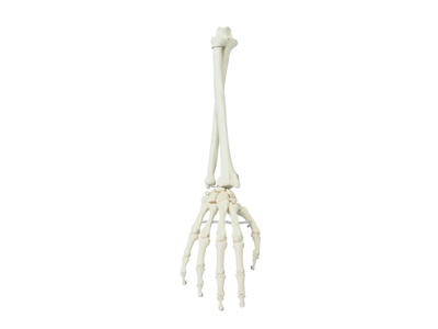 Hånd med underarm anatomisk model