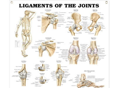Ligaments of the Joints Wall Chart