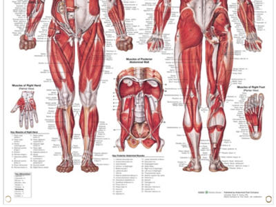 Muscular System Wall Chart