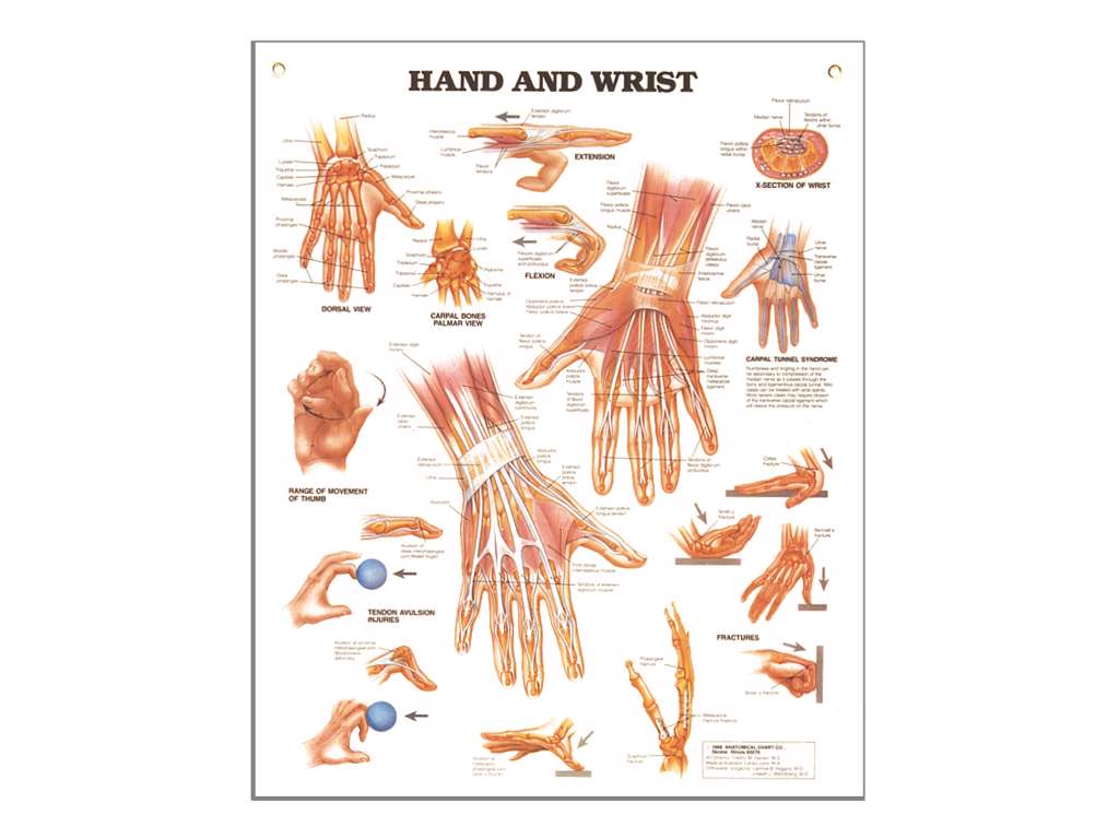 Hand and Wrist Wall Chart